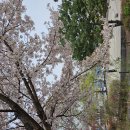 약령공원(시장) 이미지