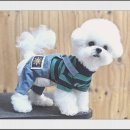 멍멍이천국 이미지