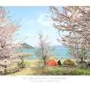 3월 30일(토) ~ 31일(일) 전남 여수 하화도 벚꽃 백패킹 이미지