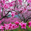 대박로또 Daum카페