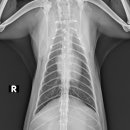 워너비 동물병원 이미지