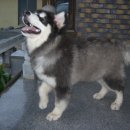 강아지사랑 이미지