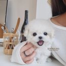 켄넬203 말티푸분양, 미니비숑분양 네이버블로그