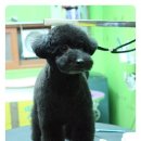 코지펫살롱 이미지