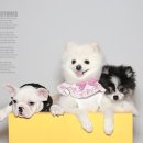 덕수네애견 이미지