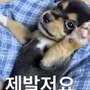 신전떡볶이 매운맛 많이 매움? 이미지