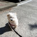 또리네 멍멍이 미용실 이미지