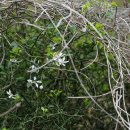 탱자나무 Poncirus trifoliata (L.) Raf. 이미지