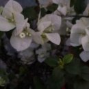 산목 이미지
