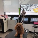 루비 애견샵 이미지