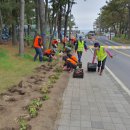 이호해변 이미지