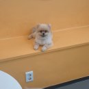 멍쉬멜로 이미지