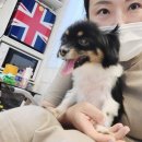 Dog차지 네이버블로그