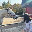 알토란사과체험마을 | 사과따기체험 공주놀거리 장자울농원 데이트장소 사과맛집 농원