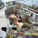 대동화원 이미지