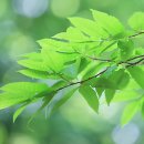 장미원 (산림욕장) 이미지