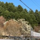 115 | 춘천 벚꽃 명소 추천, 공지천 &amp; 부귀리벚꽃길 2026년 4월 방문 후기