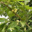 명규농장 이미지