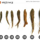 어사매