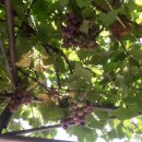 옹진냉면집 이미지