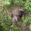 푸마2농장 이미지