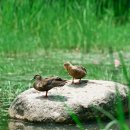 (주)좋은세상 토박이숯불촌 | 오산 물향기수목원 탐방 (니콘zf+40mmf2.0+70-200mmf2.8sii+24-70mmf2.8sii)