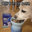 링고 | 강아지 유산균 추천, 페노비스 강아지 종합유산균 괜찮을까? 망고링고 실제 급여 후기