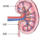 사구체신염 증상 (급성/ 만성) 치료 이미지