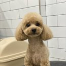 호야네애견샵 이미지