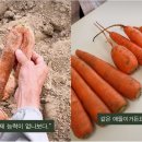 박정희로4L-11 이미지