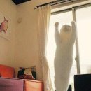 나만고양이없어 이미지