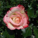 삼우골든아파트 이미지