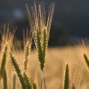 곡물이네 이미지