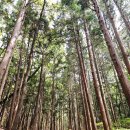 금정산_숲길(등산)1코스 이미지