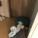 베베랑스 이미지