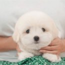 의성동물병원 이미지