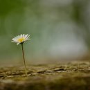 아침의 향기 이미지