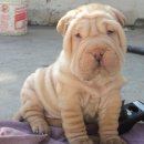 월드펫동물병원 이미지