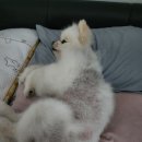 엘피스 | 알로페시아 걱정에 시작한 보습 루틴, 펫케어솝 엘피스 겔 알파 로션 한 달 후기