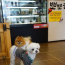 뽀뽀하니 이미지