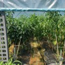 풍년농장 이미지