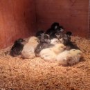 영하농장 이미지