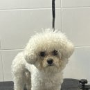 미니멍 살롱 네이버블로그