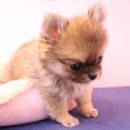 내품안의반려견광명점 이미지