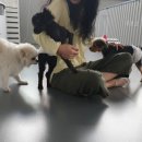 댕댕댕 애견유치원 이미지