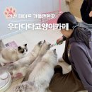 성포중 | 안산 고양이카페 우다다다 이색 데이트 아이와 가볼만한곳