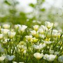 도담공원 이미지