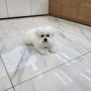 LOVING PET 이미지