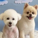 살롱드베베 이미지