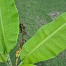 호프나라 이미지